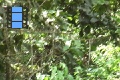 Scene 08_MORPHIDAE, Morpho peleides flight at favorite corne 2